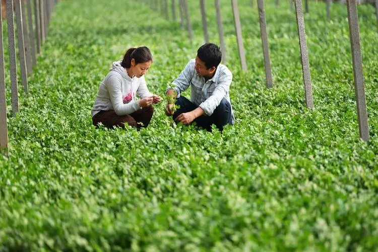 熊晓鸽简介_熊晓鸽千人的计划_农村青年创业故事