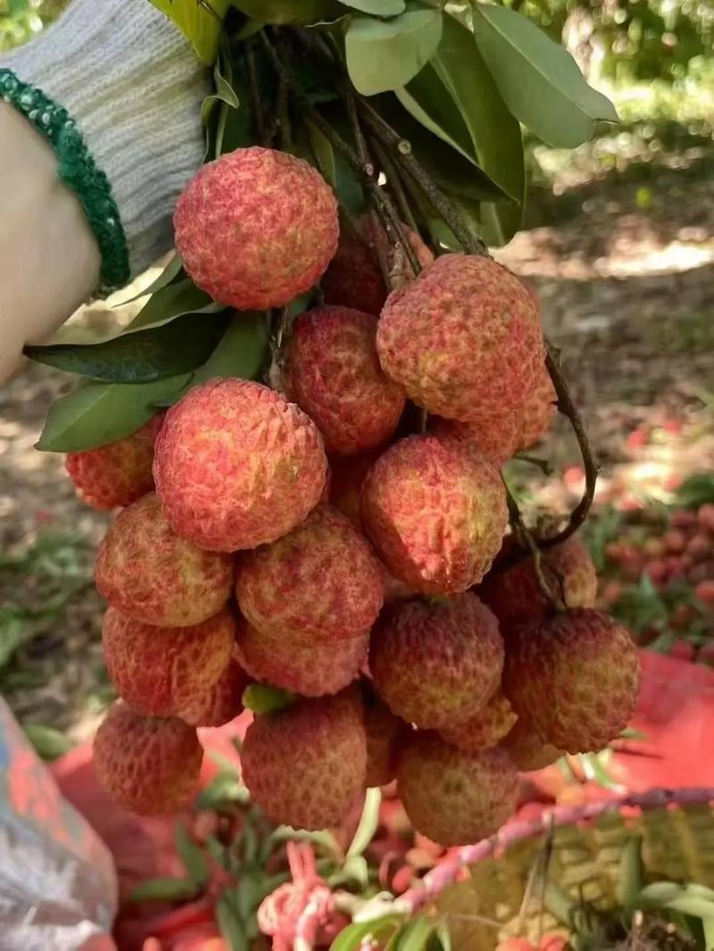 金融租赁助力乡村产业发展，从化荔枝冬天也能新鲜上市啦