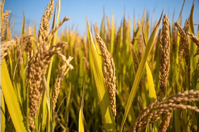 中国粮食自给率分析_全球粮食供应链危机_粮食危机 应对