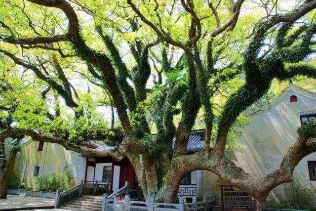 普陀山佛教文化_普陀山海滩_普陀山旅游攻略